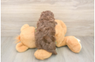 Funny Havapoo Poodle Mix Pup