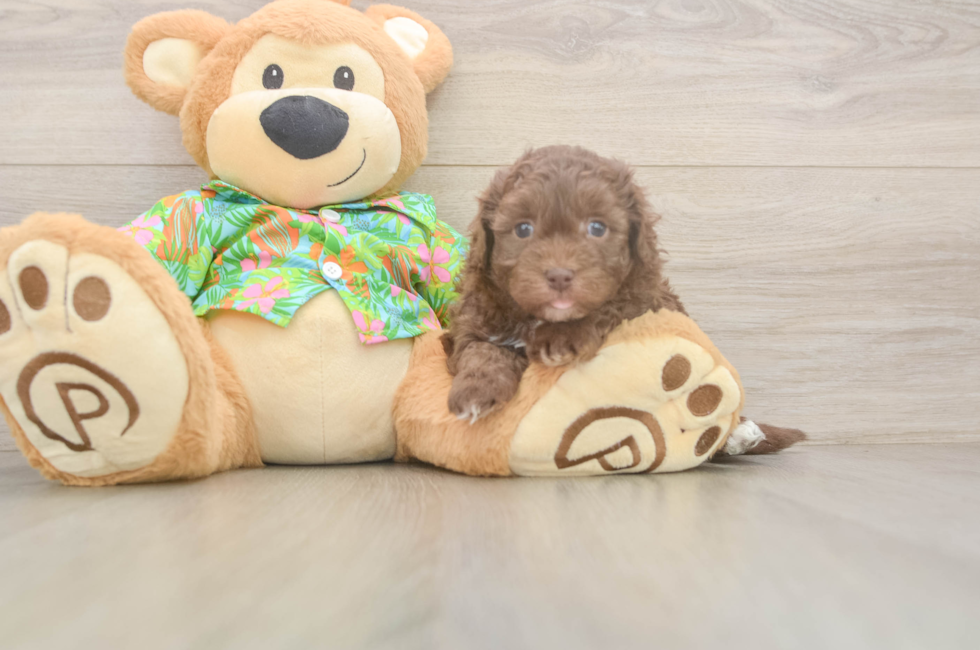 5 week old Havapoo Puppy For Sale - Premier Pups