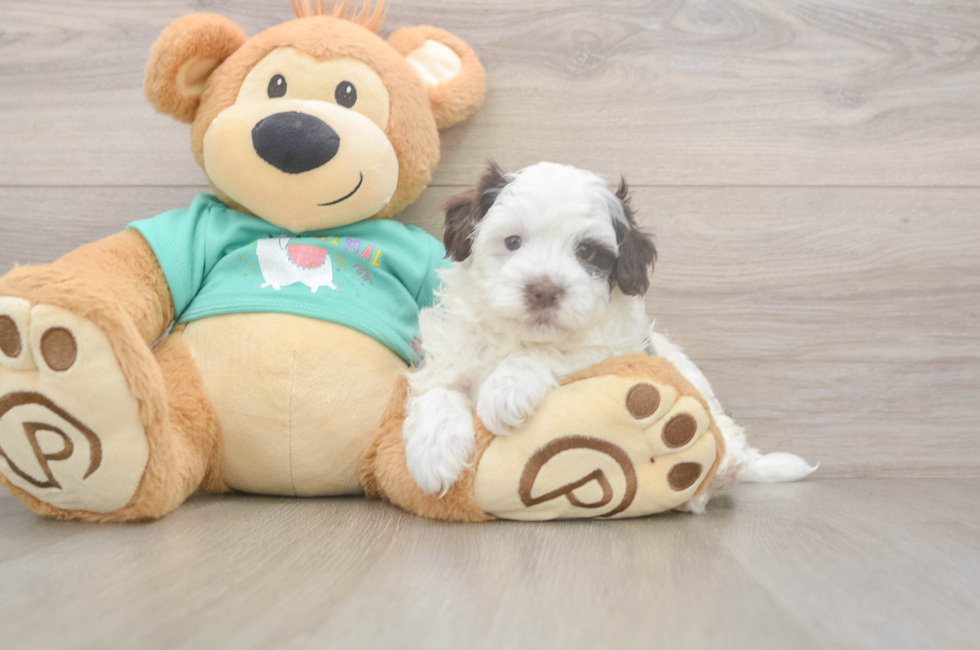 5 week old Havapoo Puppy For Sale - Premier Pups