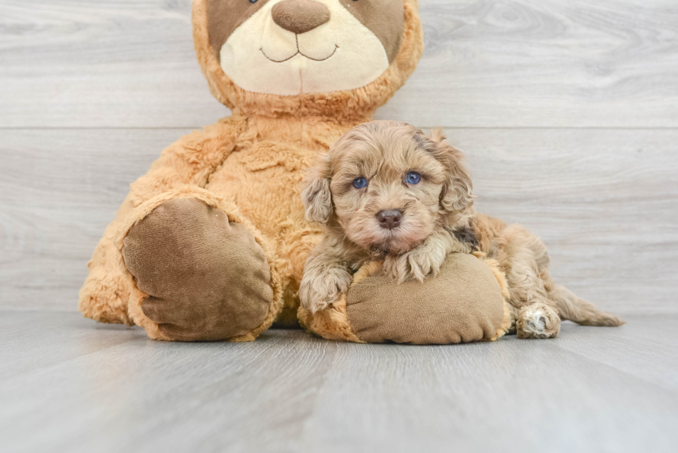 Energetic Havadoodle Poodle Mix Puppy