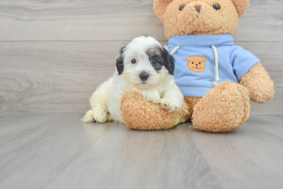 Funny Havapoo Poodle Mix Pup