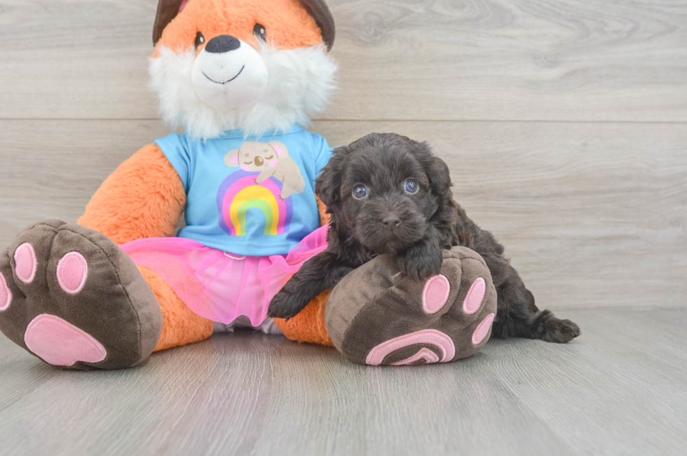5 week old Havapoo Puppy For Sale - Premier Pups