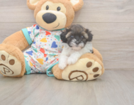 6 week old Havapoo Puppy For Sale - Premier Pups
