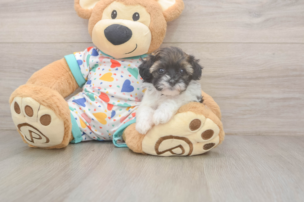 5 week old Havapoo Puppy For Sale - Premier Pups