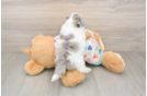 Havapoo Puppy for Adoption