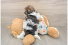 Cute Havapoo Baby