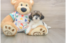 Best Havapoo Baby