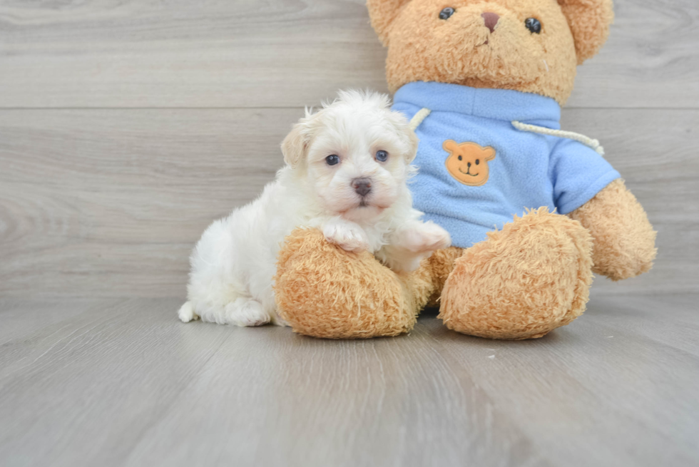 Petite Havapoo Poodle Mix Pup