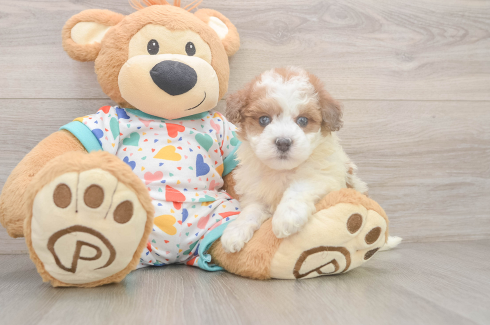 5 week old Havapoo Puppy For Sale - Premier Pups