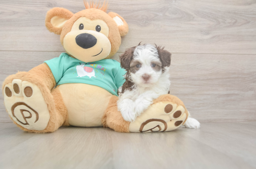 5 week old Havapoo Puppy For Sale - Premier Pups