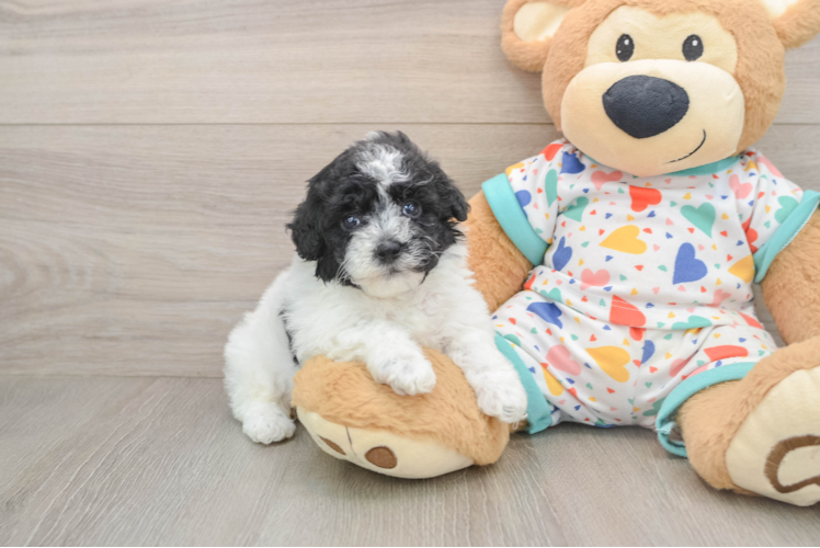 Fluffy Havapoo Poodle Mix Pup