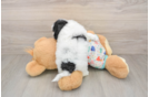 Energetic Havadoodle Poodle Mix Puppy