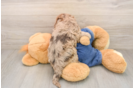 Havapoo Puppy for Adoption