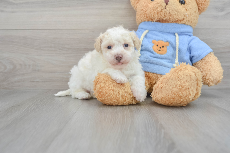 Fluffy Havapoo Poodle Mix Pup