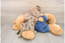 Little Havadoodle Poodle Mix Puppy