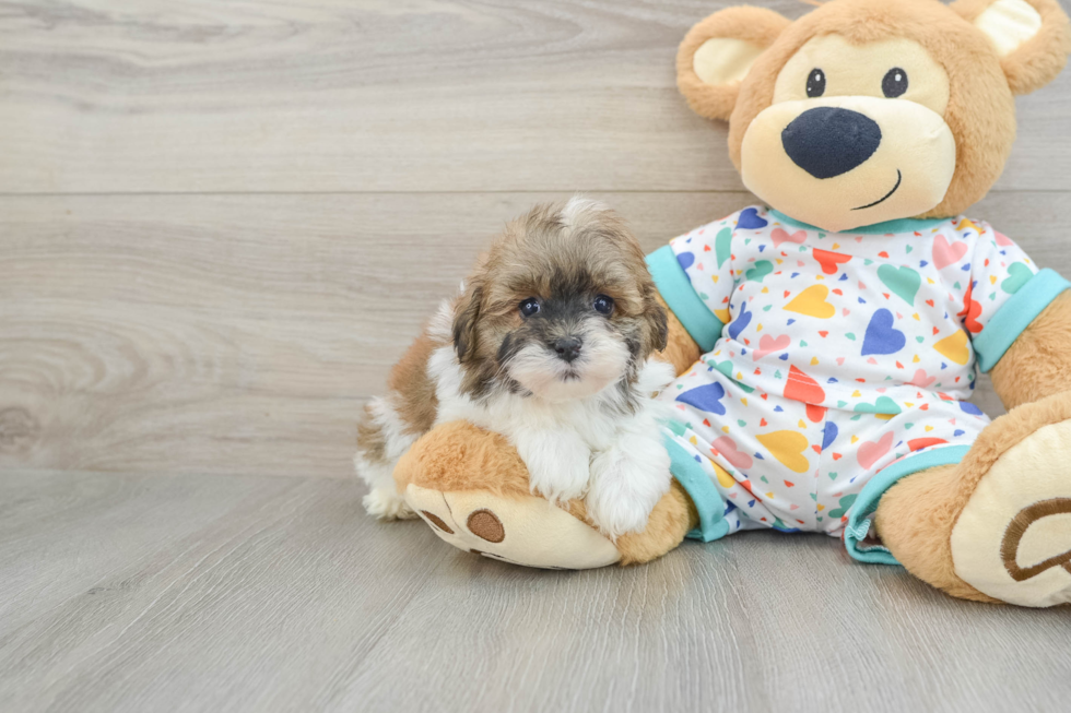 Petite Havapoo Poodle Mix Pup