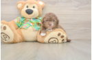 Funny Havapoo Poodle Mix Pup