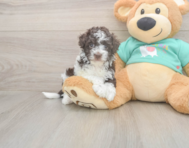 8 week old Havapoo Puppy For Sale - Premier Pups