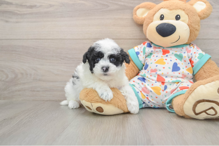 Havapoo Pup Being Cute