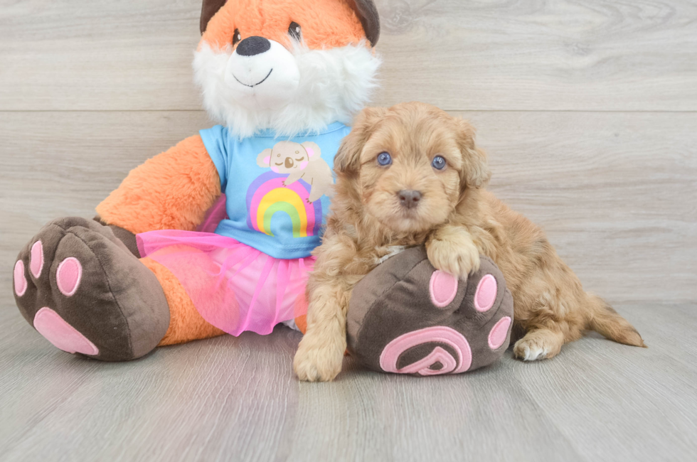 5 week old Havapoo Puppy For Sale - Premier Pups