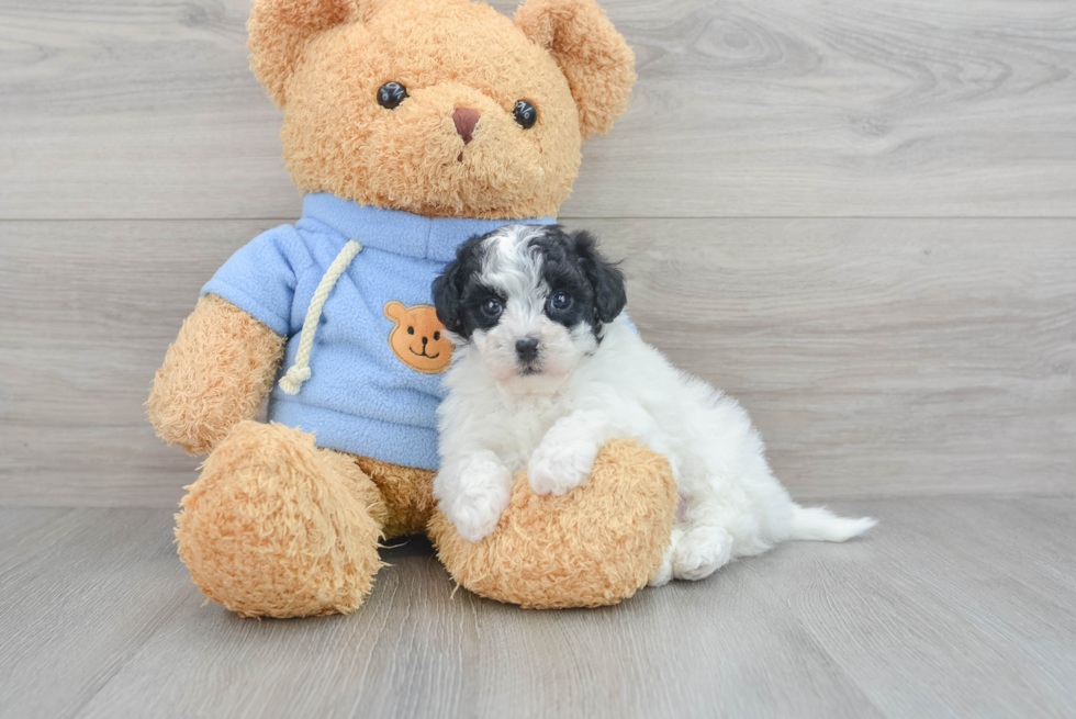 Petite Havapoo Poodle Mix Pup