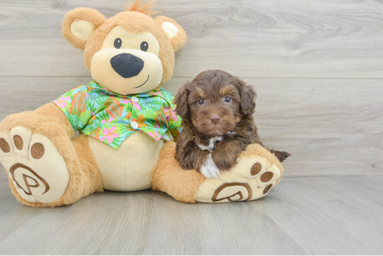 Popular Havapoo Poodle Mix Pup