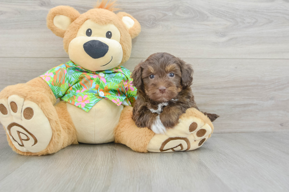 Popular Havapoo Poodle Mix Pup