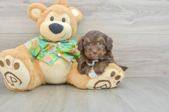 Popular Havapoo Poodle Mix Pup