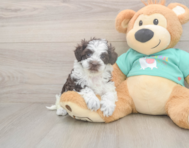 8 week old Havapoo Puppy For Sale - Premier Pups