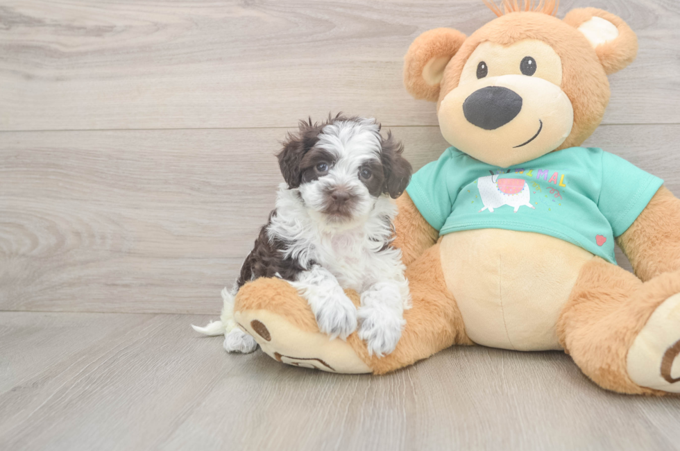 5 week old Havapoo Puppy For Sale - Premier Pups