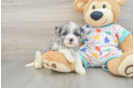 Cute Havapoo Baby
