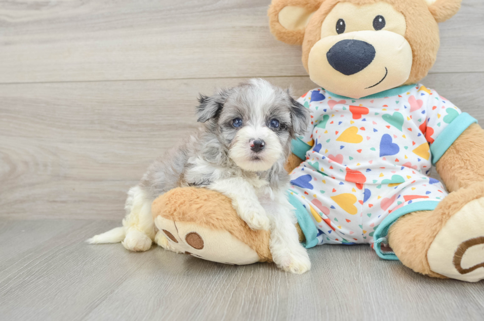 5 week old Havapoo Puppy For Sale - Premier Pups