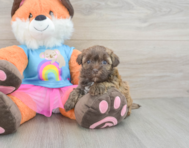 7 week old Havapoo Puppy For Sale - Premier Pups