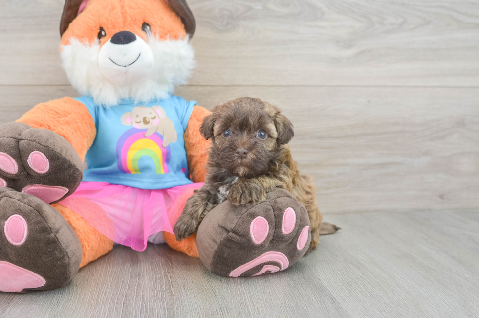 5 week old Havapoo Puppy For Sale - Premier Pups