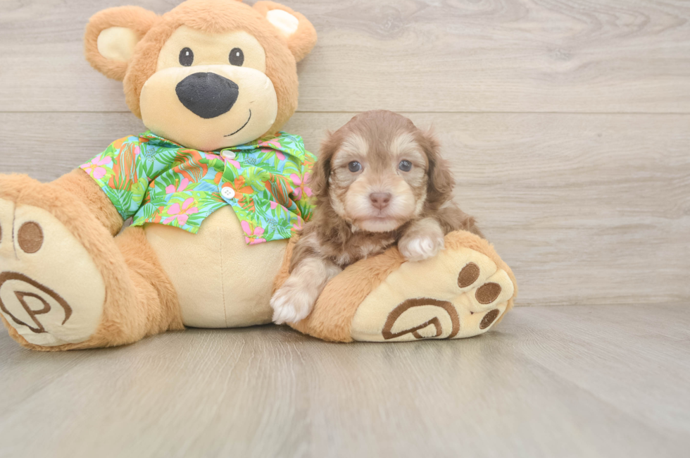 5 week old Havapoo Puppy For Sale - Premier Pups
