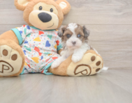 6 week old Havapoo Puppy For Sale - Premier Pups