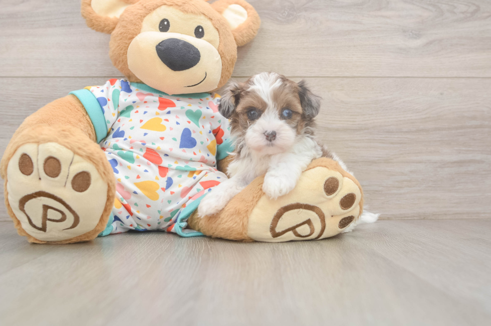5 week old Havapoo Puppy For Sale - Premier Pups