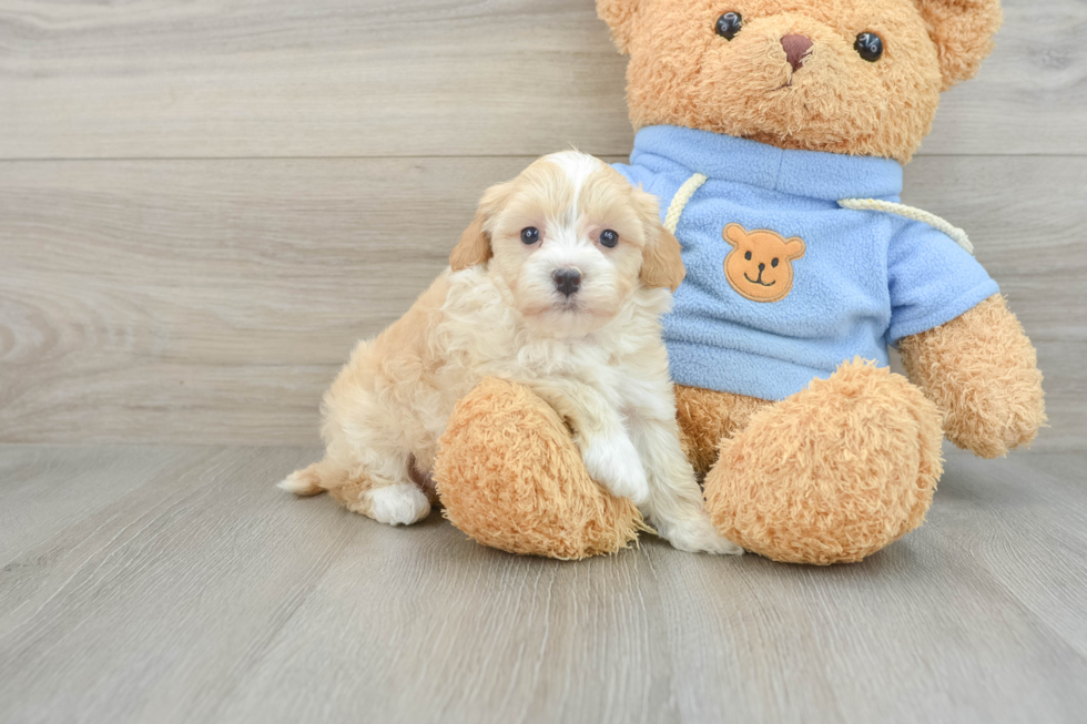 Funny Havapoo Poodle Mix Pup