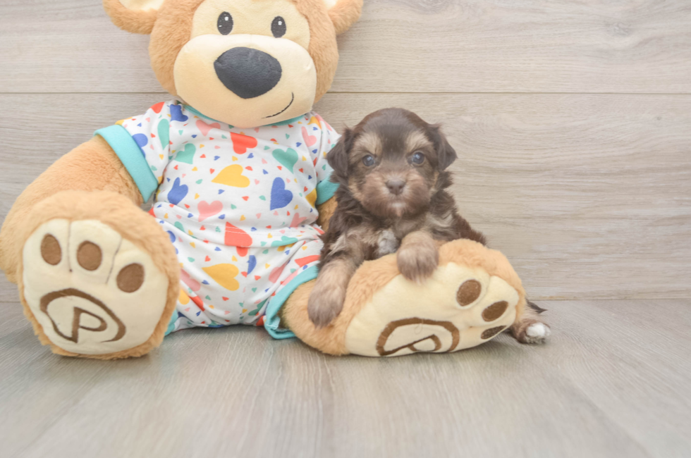 5 week old Havapoo Puppy For Sale - Premier Pups