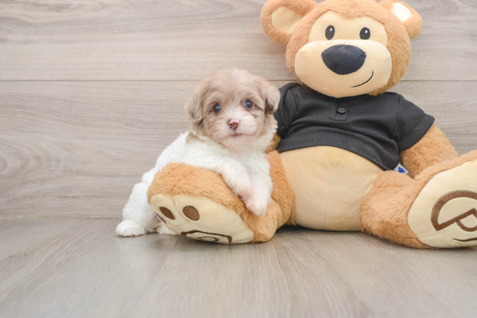 Adorable Havadoodle Poodle Mix Puppy