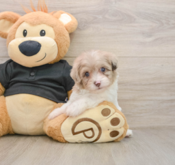 8 week old Havapoo Puppy For Sale - Premier Pups