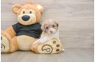 Funny Havapoo Poodle Mix Pup