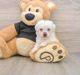 8 week old Havapoo Puppy For Sale - Premier Pups