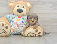 8 week old Havapoo Puppy For Sale - Premier Pups