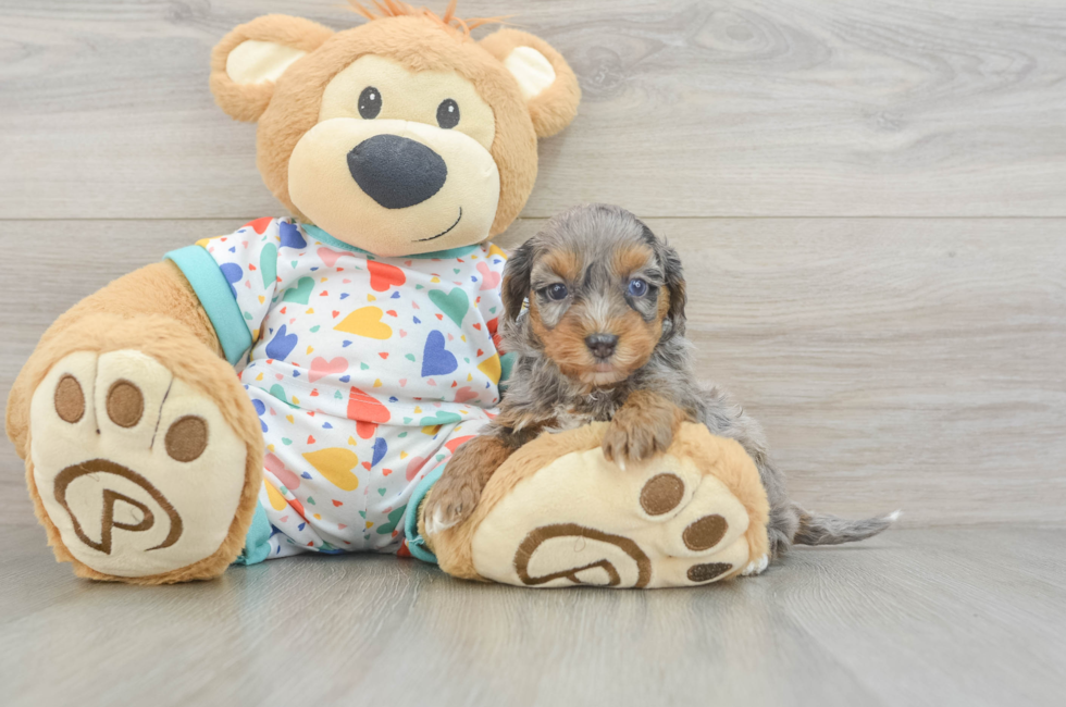 6 week old Havapoo Puppy For Sale - Premier Pups