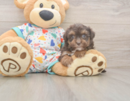 7 week old Havapoo Puppy For Sale - Premier Pups
