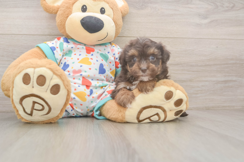 5 week old Havapoo Puppy For Sale - Premier Pups