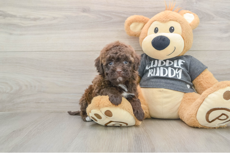 Sweet Havapoo Baby