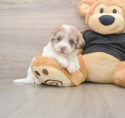 8 week old Havapoo Puppy For Sale - Premier Pups