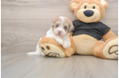 Havapoo Puppy for Adoption